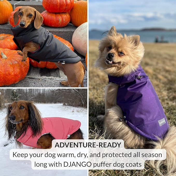 DJANGO Puffer Dog Coat – Warm Winter Dog Jacket & Water-Repellent Insulated Puffer Vest with Striped Lining, Harness Hole, Adjustable Fit for Small & Medium Dogs, Dachshunds – Sea Foam Green, Medium