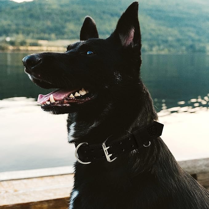 Riparo Dog Collar - Genuine Leather Dog Collars - Heavy Duty Dog Collars for Medium Large and Extra Large Dog Breeds (M: 1” Wide for 14” - 18” Neck, Black)