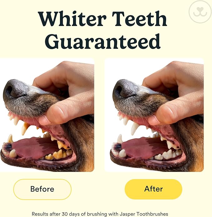Jasper Dog Toothbrush, 360 Dog Tooth Brushing Kit, Finger Toothbrush, Cat Tooth Brush, Teeth Cleaning, Pet Tooth Brush for Small & Large Pets, Pet Toothpaste Not Included, 2-Pack Blue