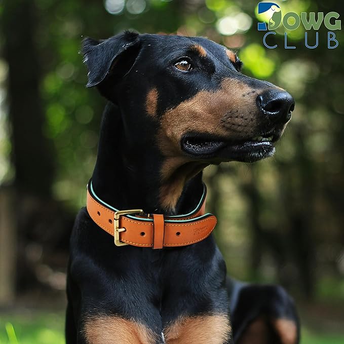 Leather Dog Collar | Dog Collar for Extra Large Dogs, 1.5 Inch Wide, Tan | Genuine, Full Grain, Heavy Duty, Comfortable, Inner Soft Padding (X-Large (Fit Neck Size 22"-26"), Tan)