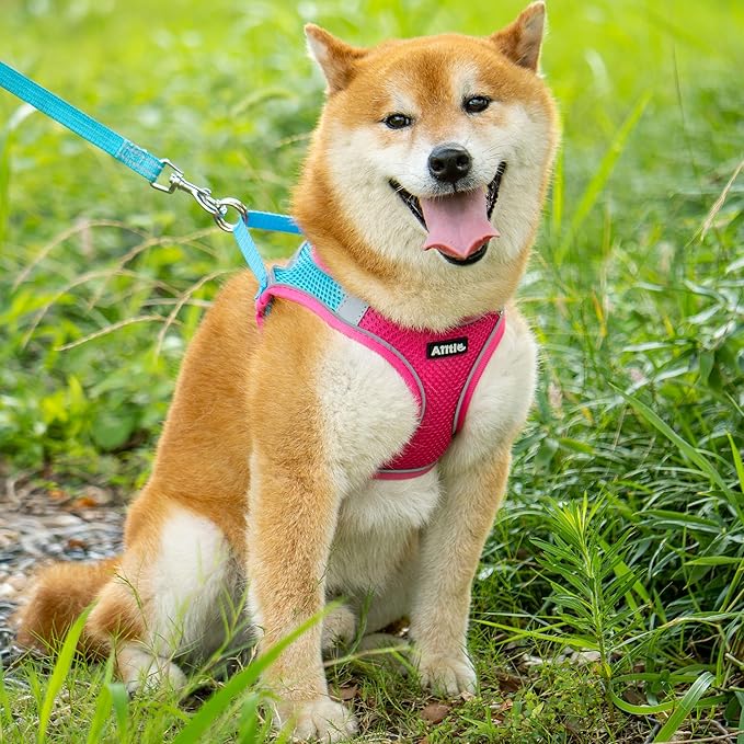 AIITLE Dog Harness, Summer No-Pull Cat Harness with a Leash, Adjustable Reflective Dog Vest, Cat Harness Escape Proof, Outdoor Walking, Camping for Extra Small Dogs and House Cats Hot Pink XXXS