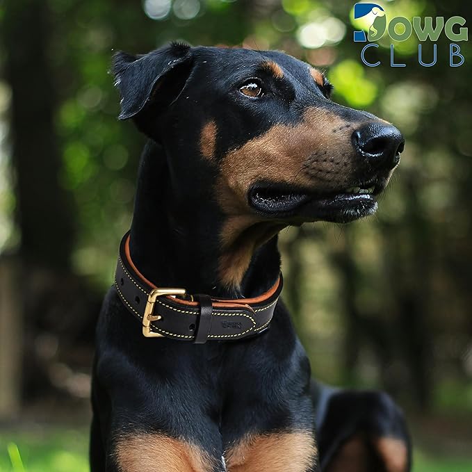 Leather Dog Collar | Leather Collar for Small Dogs, .75 Inch Wide Dog Collar Black | Genuine, Full Grain, Heavy Duty, Comfortable, Inner Padding (Small (Fit Neck Size 11.5"-14.5"), Black)