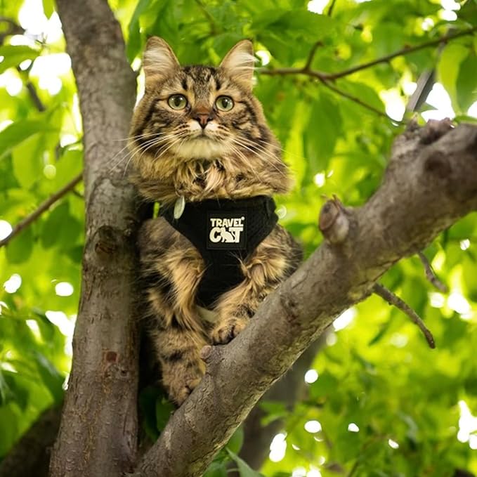 Travel Cat Harness and Leash Set - Adjustable Fit Mesh Cat Harness and Reflective Strap - Comfort Walking Vest for Kitten for Outdoor Walking, Hiking (Medium, Black)