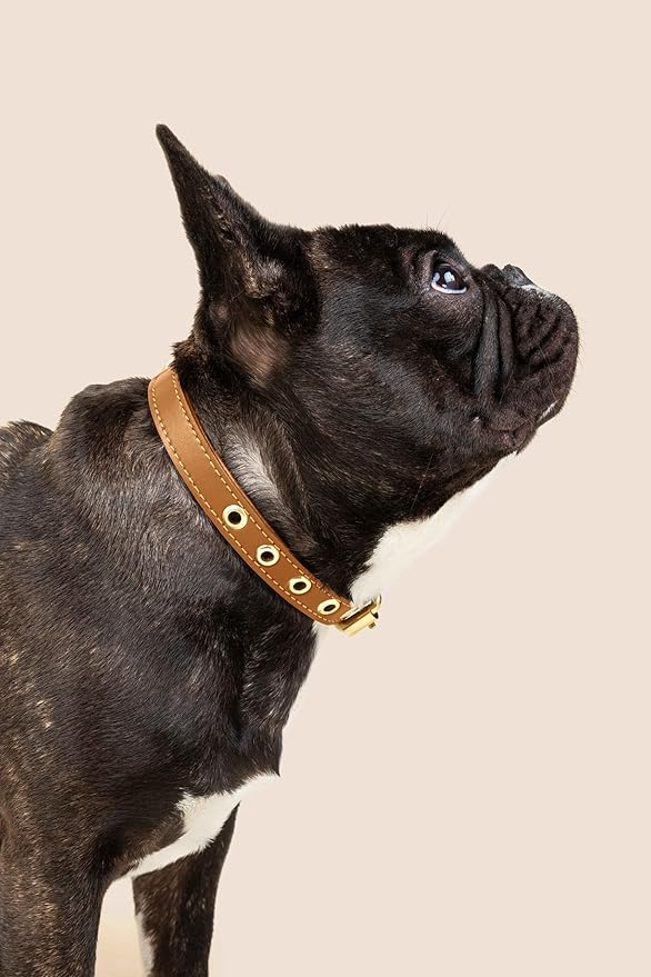 Two Tails Pet Company Cactus Vegan Leather Dog Collar, Adjustable Pet Collar With Gold Hardware and D Rings for Leash and ID Tag for Dogs and Puppies, Easy to Clean & Eco Friendly, Caramel, Size Small