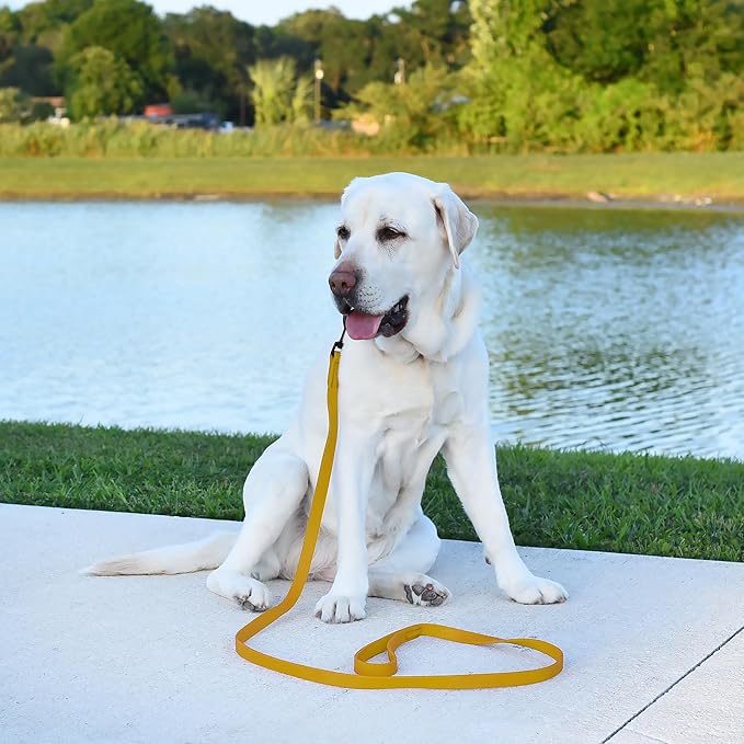 Dogline Biothane Waterproof Dog Leash Strong Coated Nylon Webbing with Black Hardware Odor-Proof Easy to Clean High Performance for Small or Large Dogs Made in USA 2 ft Lead, Treasure Gold