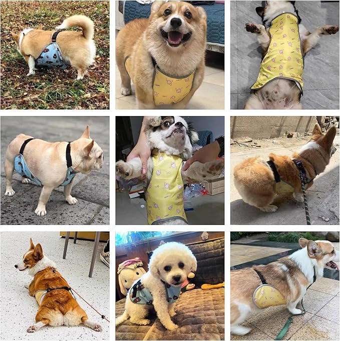 Waterproof Belly Shield for Corgis & Dachshunds – Adjustable underbelly Protector. Male/Female Designs. Stays Dry in rain, mud & Grass. Ideal for Sensitive Skin (Blue - Female, S)