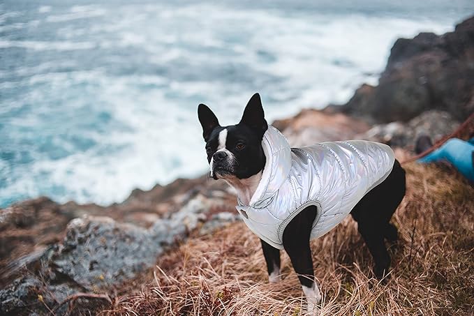 Windproof Waterproof Dog Coat - Fleece & Cotton Lined Warm Jacket, Cold Weather Pet Apparel for Small to Large Dogs (XS, Silver)