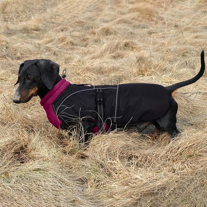 Lelepet Dachshund Coat Warm Dog Winter Coat Waterproof Dog Jacket with Fleece Lining, Reflective Outdoor Dachshund Snowsuit with Leash Hole Adjustable Neckline,Coats for Small Medium Dogs,Purple, XL