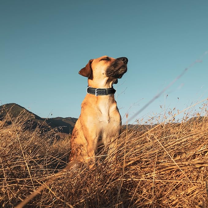 Riparo Dog Collar - Genuine Leather Dog Collars - Heavy Duty Dog Collar for Medium Large and Extra Large Dog Breeds (XXL: 1.75” Wide for 26” - 31” Neck, Black/Orange Thread)
