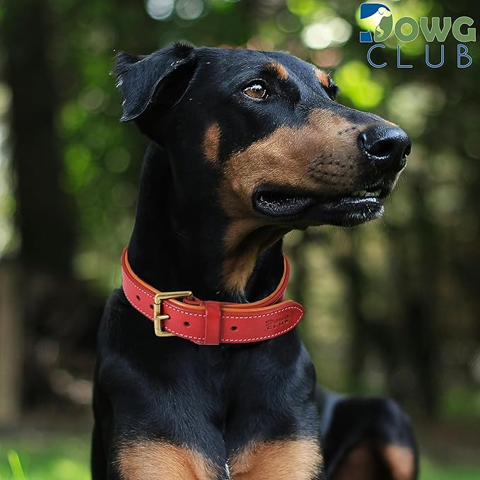 Leather Dog Collar for Medium Dogs, Red, 1 Inch Wide, Genuine Full Grain Leather, Heavy Duty with Soft Inner Padding, Comfortable and Durable (Medium (Fit Neck Size 14.5"-18.5"), Red)