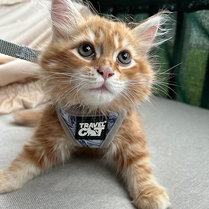 Travel Cat Harness and Leash Set - Adjustable Fit Mesh Cat Harness and Reflective Strap - Comfort Walking Vest for Kitten for Outdoor Walking, Hiking (Large, Cashcat)