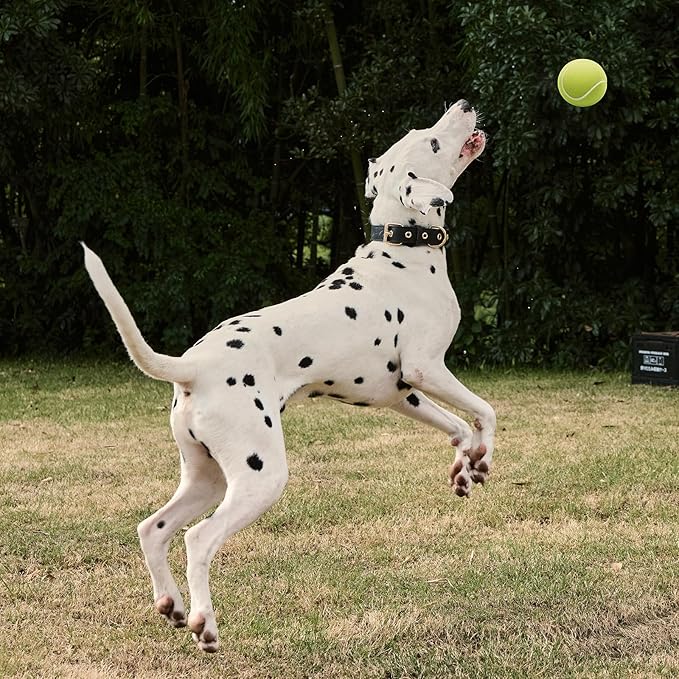 Leather Dog Collar,Dog Collar with Adjustable Sturdy Metal Buckle,Heavy Duty Dog Collar for Walking, Hiking, Training, Hunting (Black,XS:13.4"-15.8" Neck)