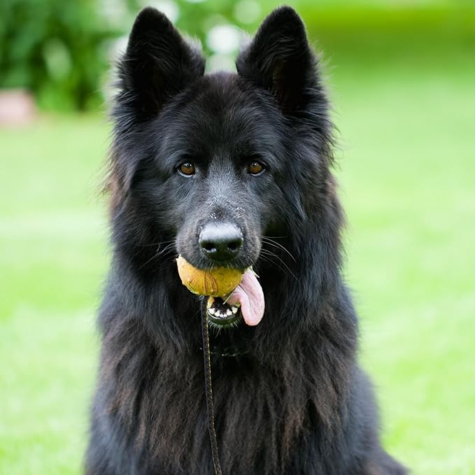 Dingo Fetch Ball Made of Hard Rubber with a String, Large, for Aport Game Dog Training 17298