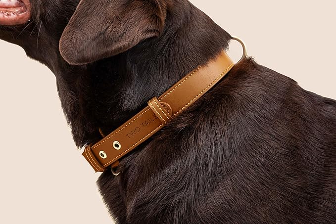 Two Tails Pet Company Cactus Vegan Leather Dog Collar, Adjustable Pet Collar with Gold Hardware and D Rings for Leash & ID Tag for Dogs and Puppies, Easy to Clean & Eco Friendly, Caramel, Size Medium
