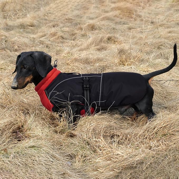 Lelepet Dachshund Coat Warm Dog Winter Coat Waterproof Dog Jacket with Fleece Lining, Reflective Outdoor Dachshund Snowsuit with Leash Hole Adjustable Neckline,Coats for Small Medium Dogs,Red, M