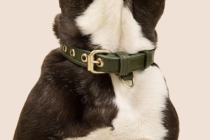 Two Tails Pet Company Cactus Vegan Leather Dog Collar, Adjustable Pet Collar with Gold Hardware and D Rings for Leash and ID Tag for Dogs and Puppies, Easy to Clean & Eco Friendly, Green, Size Small