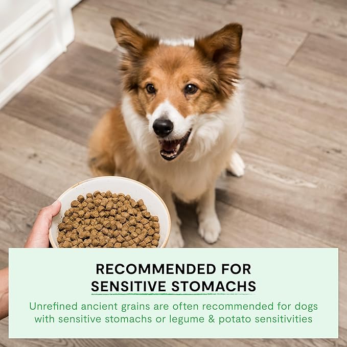 Open Farm, Ancient Grains Dry Dog Food, Protein-Rich & Nutrient Dense, 90% Animal Protein Mixed with Non-GMO Fruits, Veggies and Superfoods, Pasture Raised Lamb Recipe, 22lb Bag