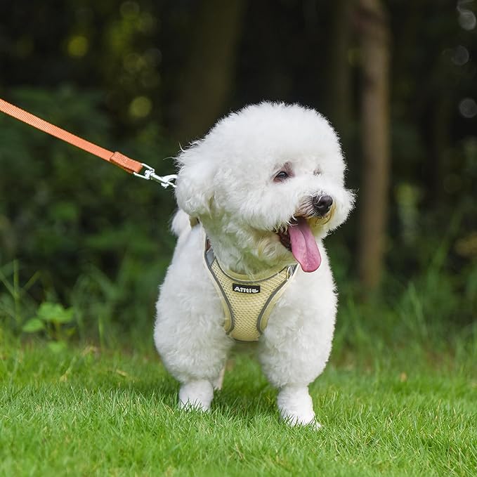 AIITLE Small Harness for Puppy with A Leash - Summer Dog Vest Harness with Super Breathable Mesh, Reflective No-Pull Pet Harness for Outdoor Walking, Camping for Small Dogs, Cats Beige XXS