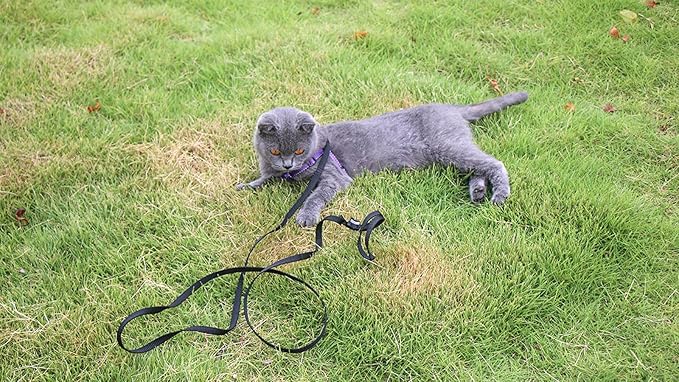 AMAGOOD 6 FT Cat Leash, Strong and Durable Traditional Style Leash with Easy to Use Collar Hook,Cat Lead Great for Cats (3/8 in x 6 ft,Black and Orange(2-Pack))