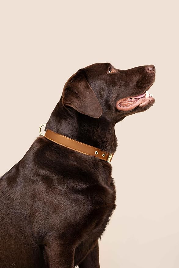 Two Tails Pet Company Cactus Vegan Leather Dog Collar, Adjustable Pet Collar With Gold Hardware and D Rings for Leash and ID Tag for Dogs and Puppies, Easy to Clean & Eco Friendly, Caramel, Size Small