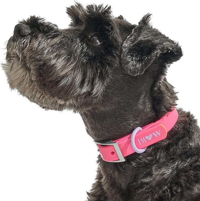 Wild One Dog Collar, Easy-Clean, All Weather Flex-Poly Strap with Metal, Durable, Dirt and Odor Resistant (Cosmopolitan, XL)