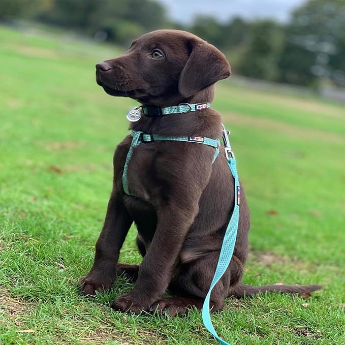 Pawtitas 6 FT Dog Leash - Comfortable Handle, Highly Reflective Threads, Heavy Duty Training Leash (Medium 6 FT)