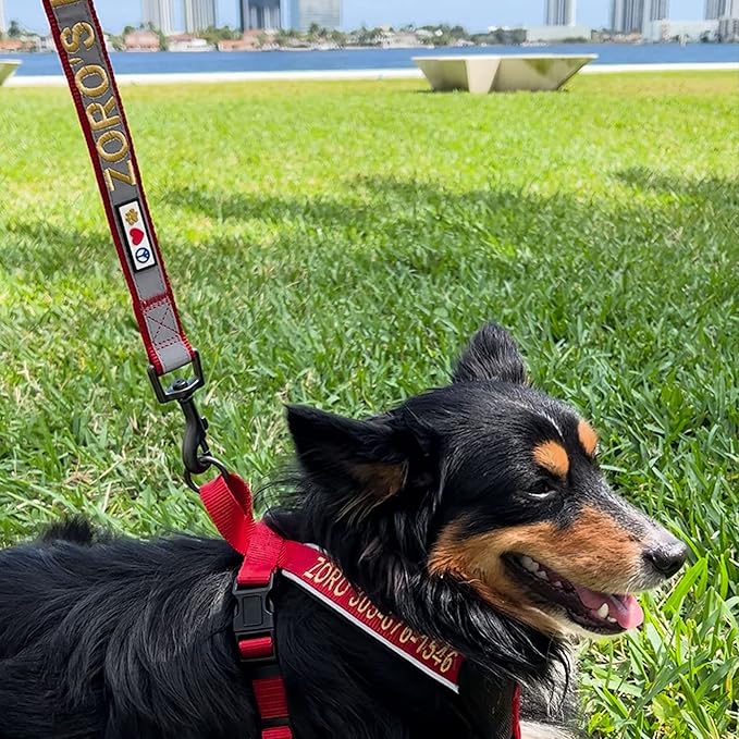 Pawtitas Personalized Dog Leash Embroidered Customize Your Pet Name & Phone Number Puppy Reflective 6 ft Long Small Green Custom Tag Name, Green Reflective 🔦 Padded