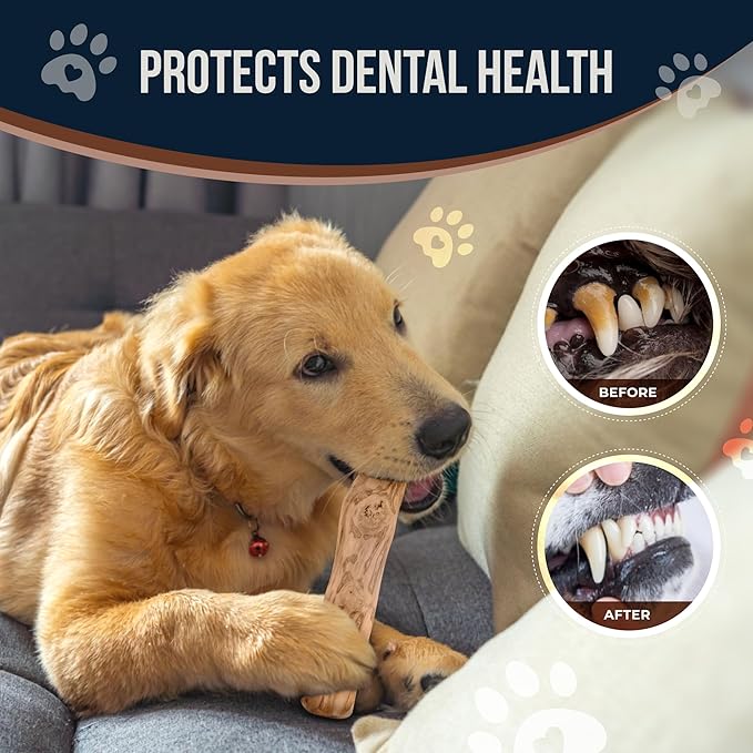 Coffee Wood Chew and Cotton Rope Toy for Dogs - 100% Natural, Organic Wood Stick for Chewers Teeth Cleaning, Training - Size M