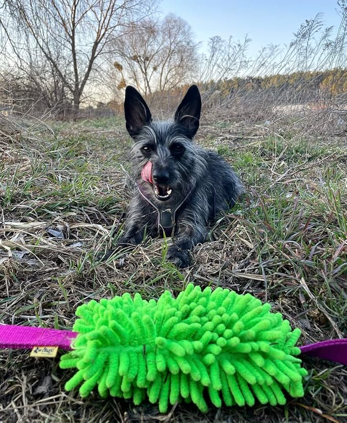 Dingo Dog Tug of War Toy - Outdoor Dog Toy with 2 Handles for Training, Shaggy Dog Toy, Soft Nubby-Textured, Noodle Plush with, Motivation and Fun, 15576, Assorted Colors