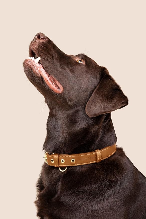 Two Tails Pet Company Cactus Vegan Leather Dog Collar, Adjustable Pet Collar With Gold Hardware and D Rings for Leash and ID Tag for Dogs and Puppies, Easy to Clean & Eco Friendly, Caramel, Size Large