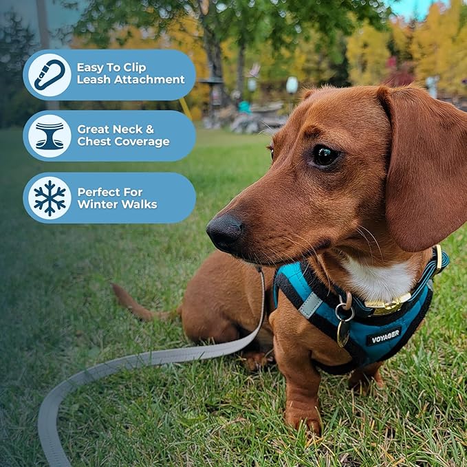 Best Pet Supplies - All Weather Mesh / Plush, Reflective, No Pull Harness for Small, Medium Dogs, Cats - Secure with Hook & Loop Fastener, Buckle, Double D-Rings - Turquoise Plush, S