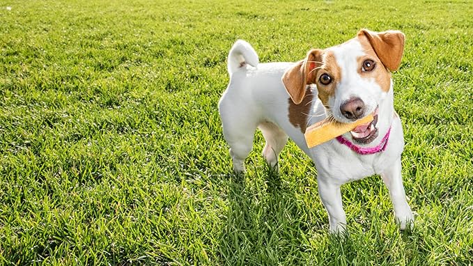 peaksNpaws Yak Cheese Himalayan Dog Chews, High Protein, Natural Dog Treats, Lactose Free, Chew Sticks for Aggressive Chewers, Long Lasting Pet Treat for Small, Medium & Large Dogs, Small 10 Chews
