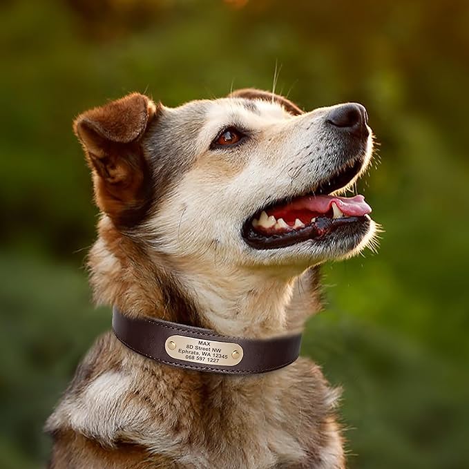 Didog Genuine Leather Dog Collars with Engraved Nameplate, Personalized Soft Leather Dog Collar with Custom ID Tag, Brown/Green/Red for Small Dogs (S,Brown)