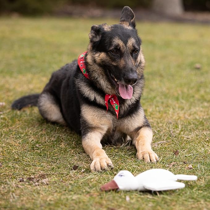 2pc Sustainable Eco-Friendly Durable Cotton Canvas Squeaky Dog Chew Toy Set – Ducky & Dawgy, White (Safe for Pets/Kids)