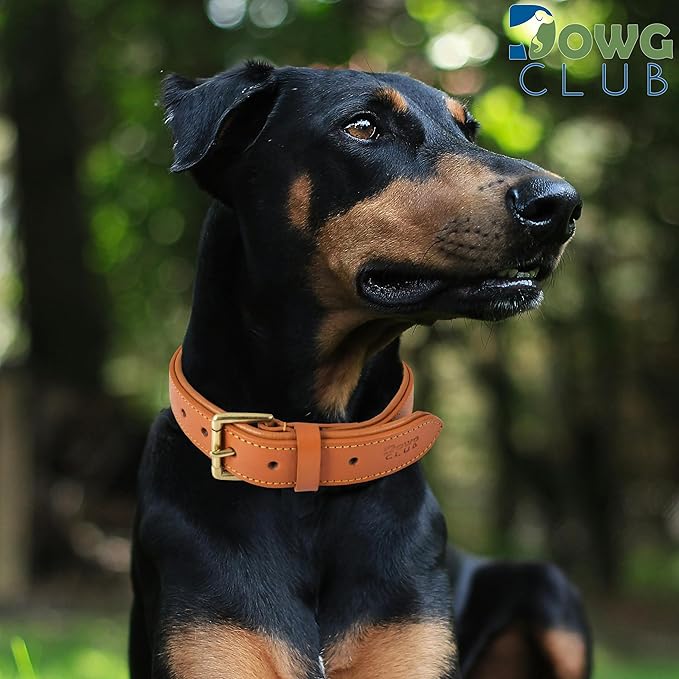 Genuine Leather Dog Collar | Full Grain, Heavy Duty, Comfortable, Padded, Strong | Best for Pups, Small, Medium, Large & XL Breeds (Small (Fit Neck Size 11.5"-14.5"), Tangerine Orange)