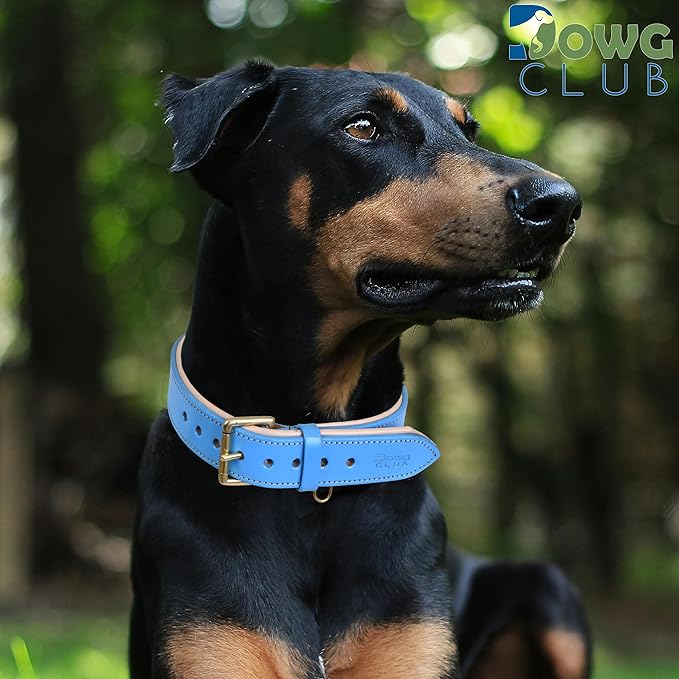 Leather Dog Collar for Medium Dogs, Blue, 1 Inch Wide, Genuine Leather, Heavy Duty with Soft Inner Padding, Comfortable and Durable (Medium (Fit Neck Size 14.5"-18.5"), Blue)