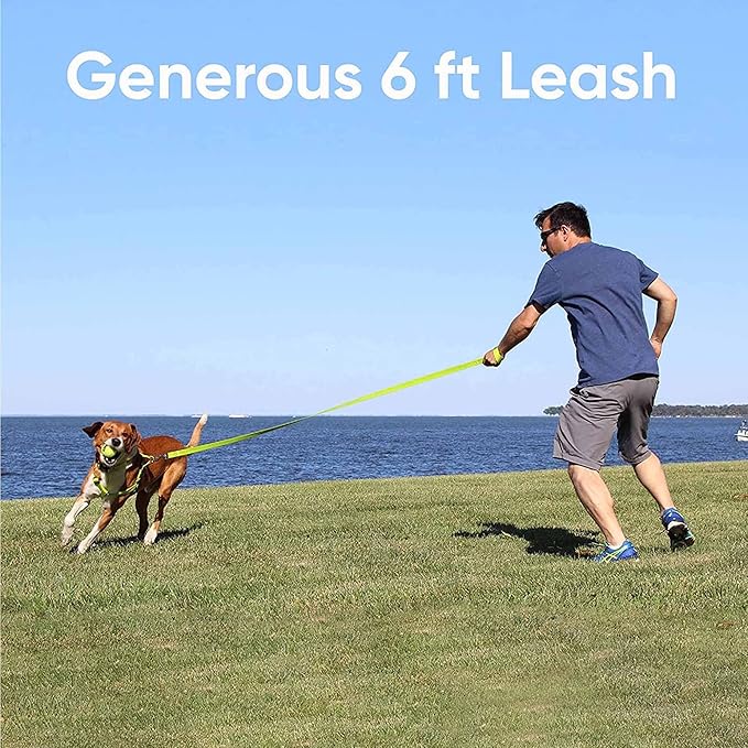 Pawtitas 6 FT Comfortable Leash - Solid Color, Extra Small to Small Sizes, Orange, Ideal for Puppy Training