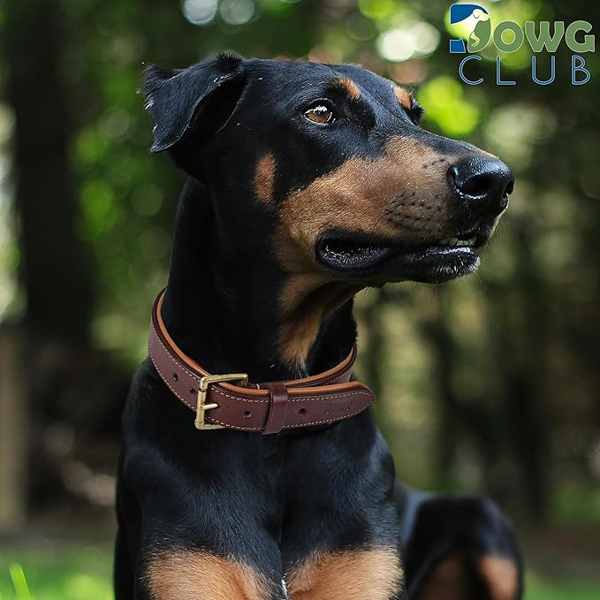 Leather Dog Collar | Dog Collar for Large Dogs, 1.25 Inch Wide, Brown | Genuine, Full Grain, Heavy Duty, Comfortable, Inner Soft Padding | (Large (Fit Neck Size 18.5"-22.5"), Brown)