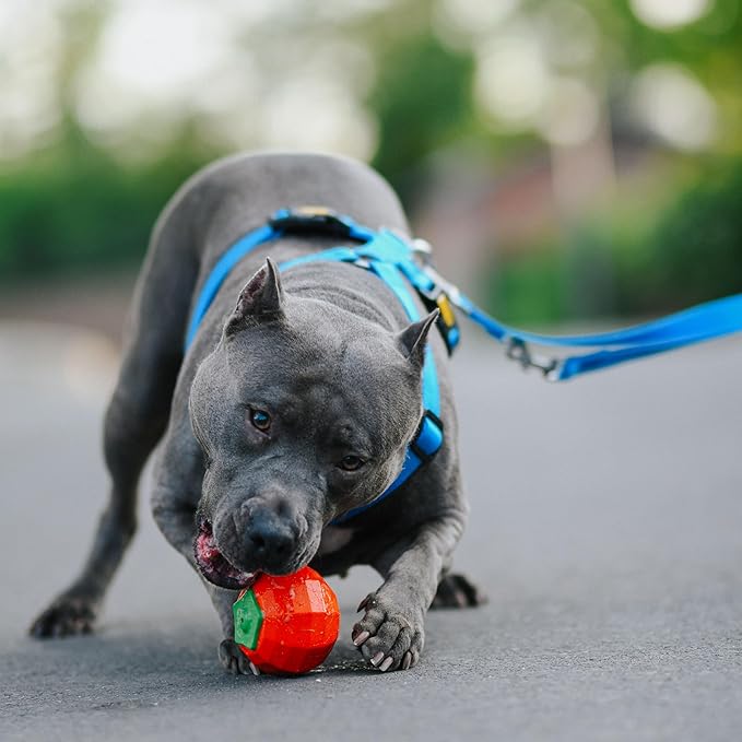 Dingo Toy for Dog, Durable TPR Rubber for chewers, Fetch Toy for Play, Boomerang 9.1", 17395 (Tomato)