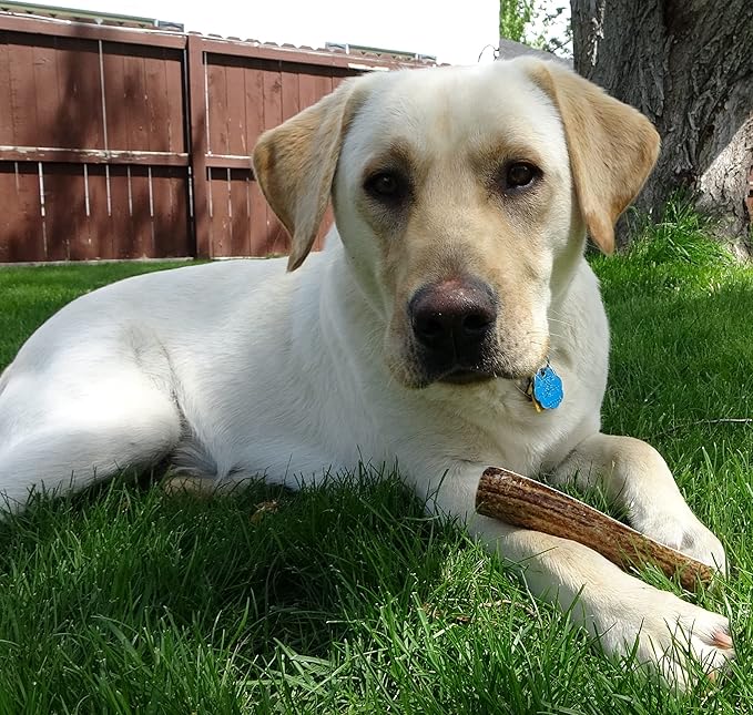 Medium Whole Single Pack (for 20-45 lb Dogs and Puppies) Premium Grade Elk Antler for Dogs (1 Piece) Sourced in The USA