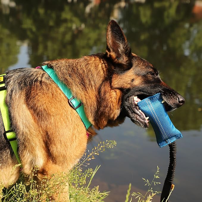 Dingo fire Hose tug Toy for Dog with Strong Bungee Handle, Long Toy for Dog Training, Agility Sport, tug of war, Handle 11-19in Blue 15670