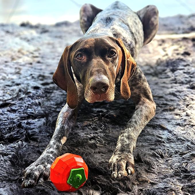 Dingo Toy for Dog, Durable TPR Rubber for chewers, Fetch Toy for Play, Boomerang 9.1", 17395 (Tomato)