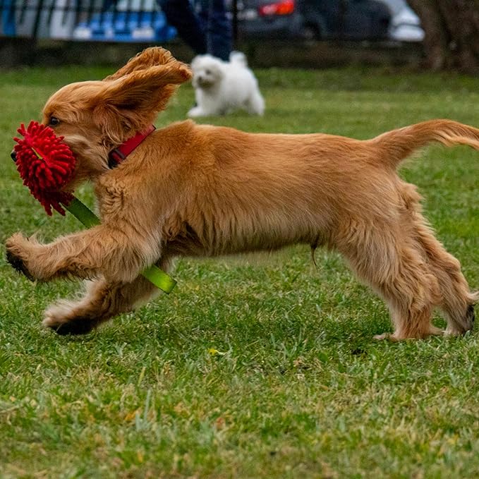 Dingo Dog Tug of War Toy - Outdoor Dog Toy with Squeaker for Training, Shaggy Dog Toy, Soft Nubby-Textured, Noodle Plush with, Motivation and Fun 15574, Assorted Colors