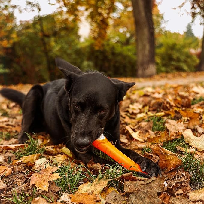 Dingo Toy for Dog, Durable TPR Rubber for chewers, Fetch Toy for Play, Boomerang 9.1", 17395 (Aport dent)