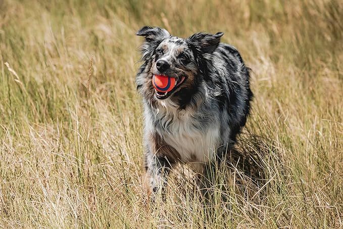 Chuckit! Ultra Ball Dog Toy - Medium Bouncy Fetch Balls for Dogs 20-60 lbs - Made from Durable Rubber - Floating Water Pet Toys - Size Medium - 2.5-inch Diameter - Pack of 8
