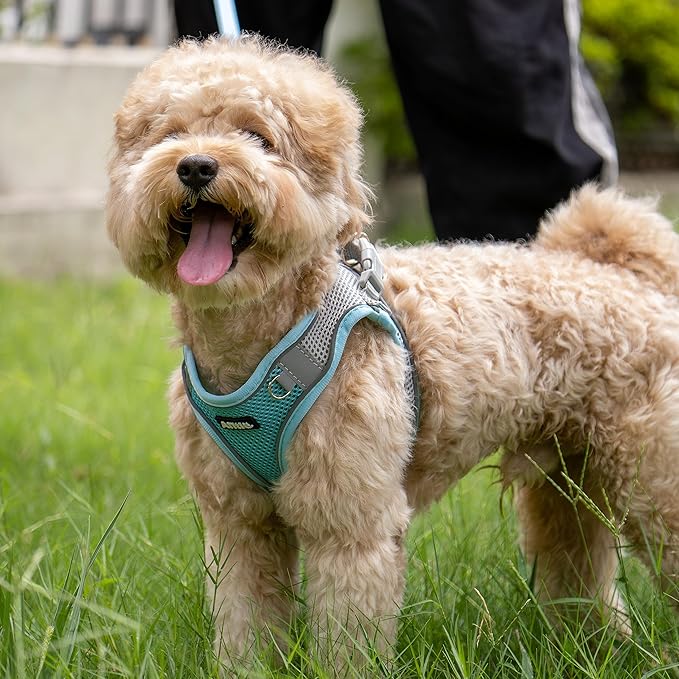 AIITLE Comfortable Dog Harness and Leash Set for Walking - Summer Step in Vest Harness,Reflective Bands, Adjustable No Pull Puppy Essentials, for Small Dogs and House Cats Blue XS