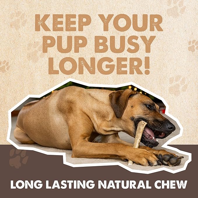 Mighty Paw Elk Antlers for Dogs | Large Size 8'' Premium Deer Antlers, Pets &Puppies. Long Lasting Aggressive Chewers. Dog Antler Chews for Large &XL Dog,1 Count (Pack of 1)
