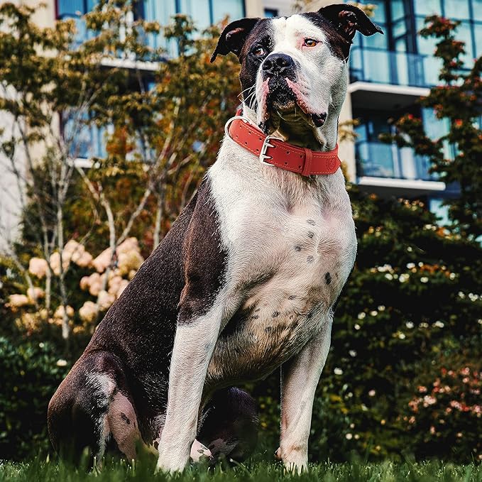 Riparo Dog Collar - Genuine Leather Dog Collars - Heavy Duty Dog Collars for Medium Large and Extra Large Dog Breeds (M: 1” Wide for 14” - 18” Neck, Red)